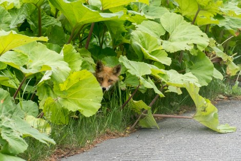 Playing peek-a-boo with a Hokkaido fox