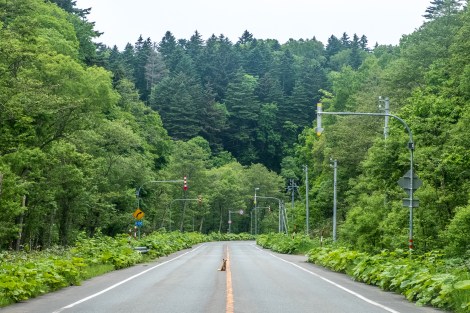 Thanks for posing in the middle of the road Mr Fox