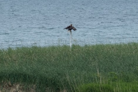 A white tailed eagle, considerably larger than the common Japanese kites