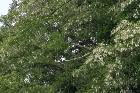 A not very good photo of a falcon