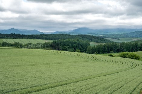 Farmland near Biei