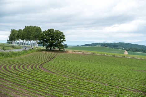 The oak tree is called Seven Stars Tree after the Seven Stars cigarette company used the tree on its packaging