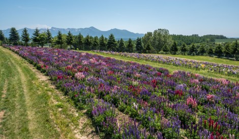 Lupins and irises at Flower Land Kamifurano