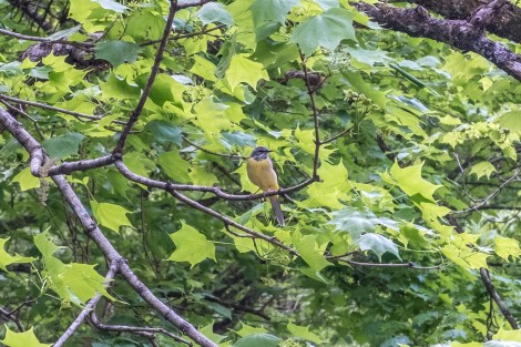 Does anyone know what bird this is?