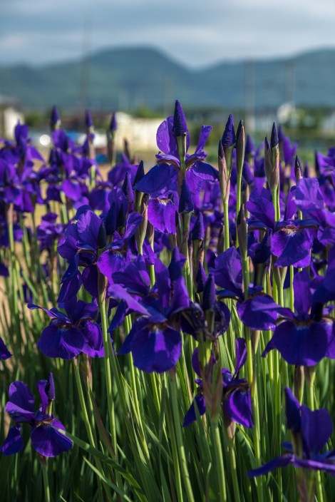 Irises are everywhere and all different colours too