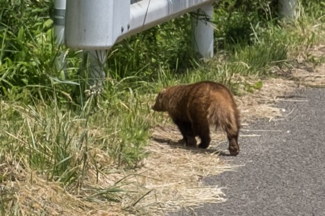 Thanks everyone for helping me to identify this as a badger :)