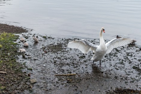 A proud parent protecting its young