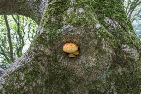 Mushrooms and moss
