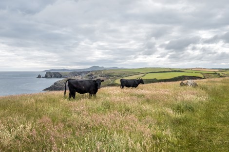 Cows and coastal views on the Pembrokeshire Coast Path