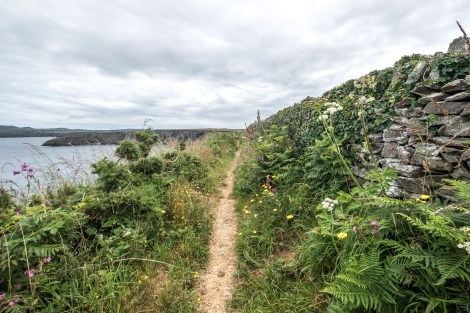 Wildflowers and stone wall on the Pembrokeshire Coast Path