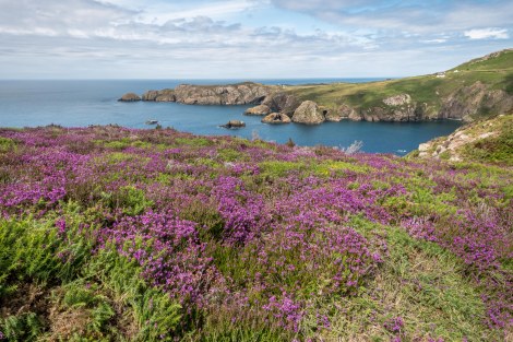 Heather and coastal views on the Pembrokeshire Coast Path