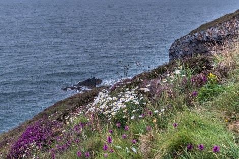 Wildflowers on the Pembrokeshire Coast Path