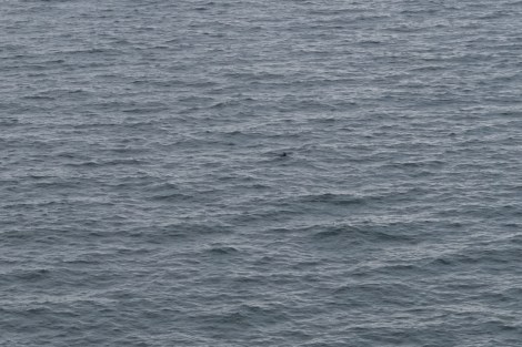 Porpoise on the Pembrokeshire Coast Path