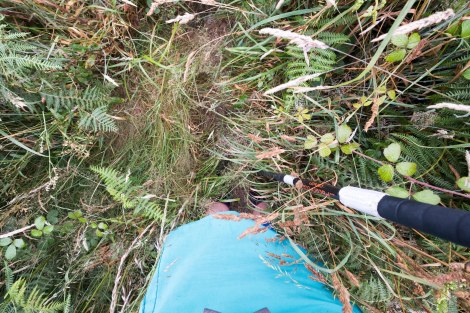 This bit's a little overgrown on the Pembrokeshire Coast Path