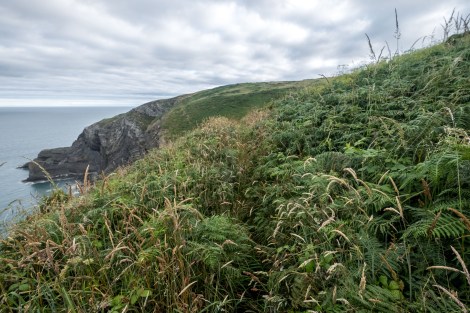 This bit's a little overgrown on the Pembrokeshire Coast Path