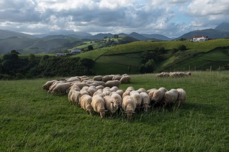 Basque country sheep and hill views
