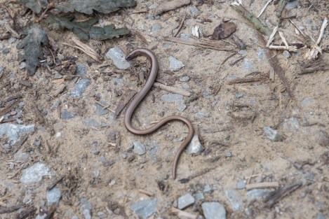 A slow worm on the Camino del Norte