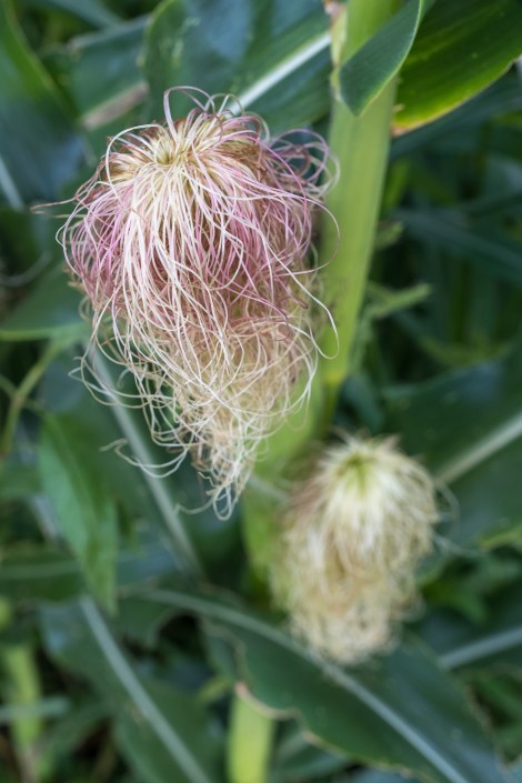 Corn on the Camino del Norte