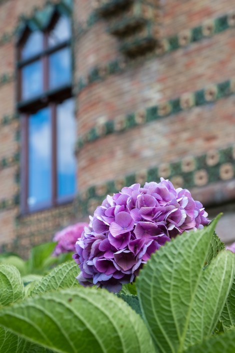 Hydrangea's at El Capricho de Gaudi