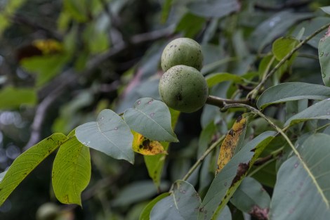 A walnut tree on the Camino del Norte