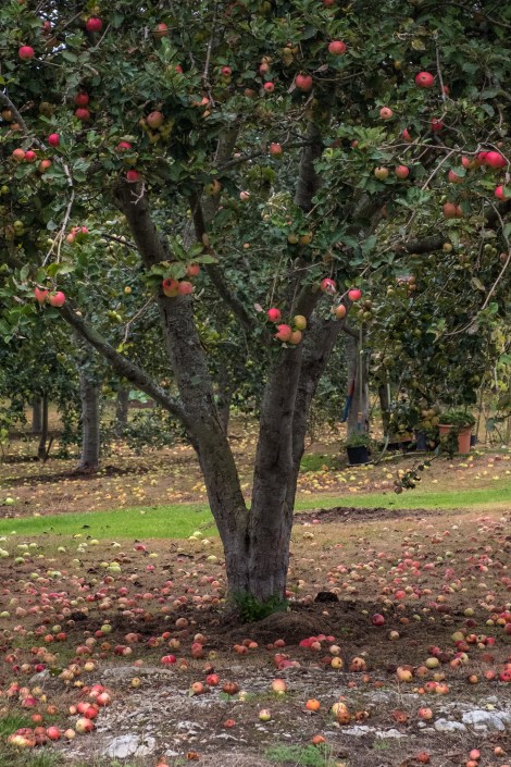 Starting to see more and more apple trees on the Camino del Norte