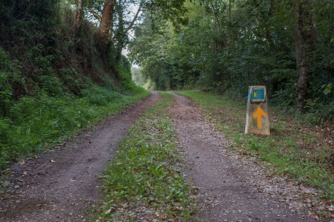 Following the arrows through the forest on the Camino del Norte