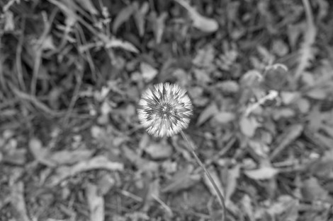 Dandelion on the Camino del Norte