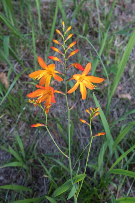 Montbretia, also known as Sword Lily