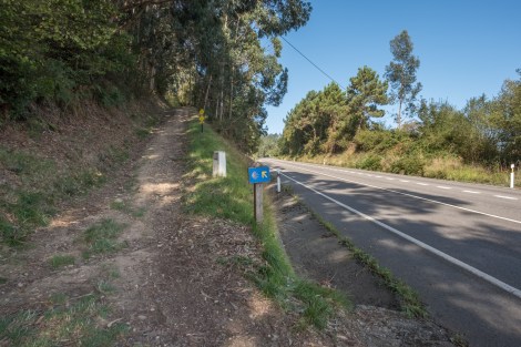 Into the eucalyptus forest