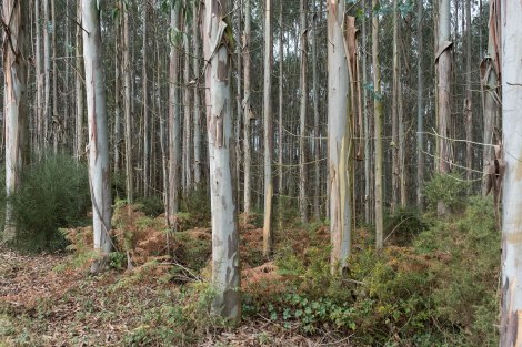 Eucalyptus forest