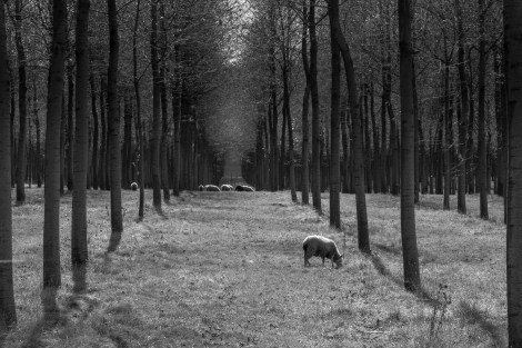 Sheep on the Camino del Norte
