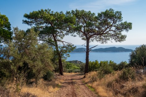Tree symmetry on the Lycian Way