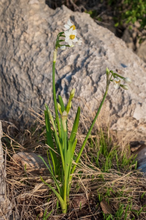 Daffodils on the Lycian Way