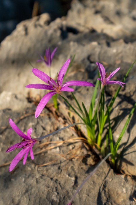 Crocus on the Lycian Way