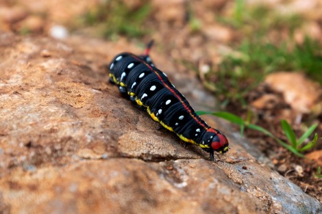 A colourful caterpillar - anyone know what it is?