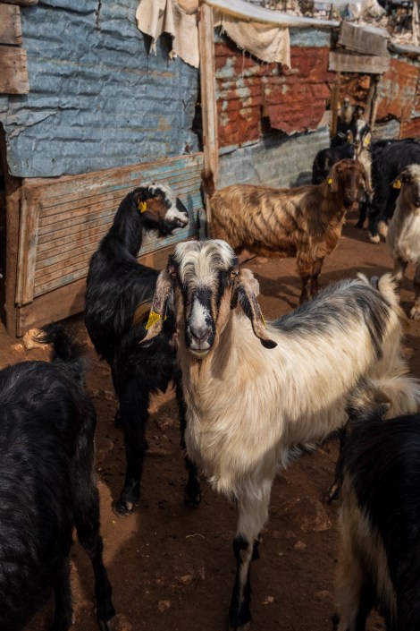 A common sight on the Lycian Way