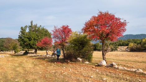 Sarah and our tag-along dog (we called her Bob) passing more autumn colours
