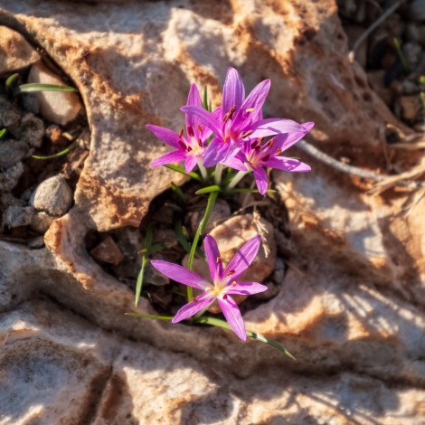 At least the crocus are smiling