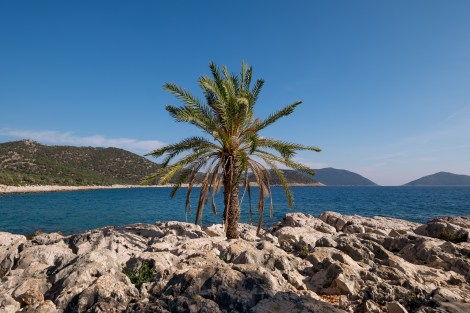 A palm tree on the Lycian Way
