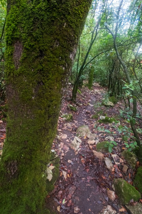 Reminiscent of walking the Kumano Kodo in Japan