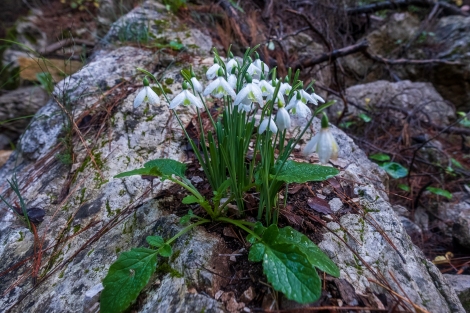 Snowdrops on the Lycian Way