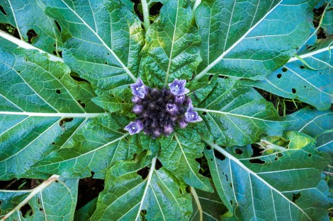 Mediterranean Mandrake (Mandragora officinarum)