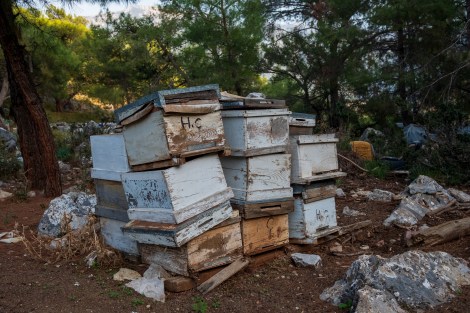 Passing more bee hives
