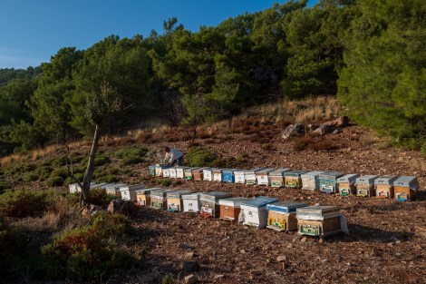 Bee hives and the beekeeper