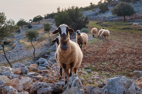 We've seen more goats than people!