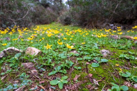 Flowers on the Lycian Way